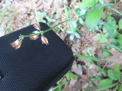 Salvia lyrata