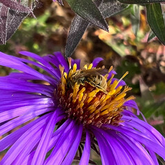 Lasioglossum pilosum
