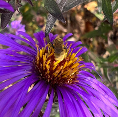 Lasioglossum pilosum