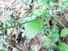 Salvia lyrata