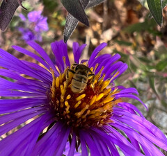 Lasioglossum pilosum