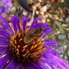 Lasioglossum pilosum