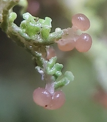 Cladonia furcata
