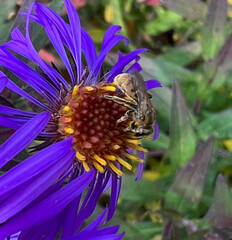 Lasioglossum pilosum