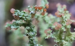 Cladonia furcata