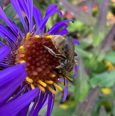 Lasioglossum pilosum