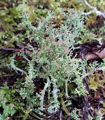 Cladonia furcata