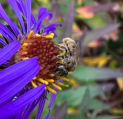 Lasioglossum pilosum
