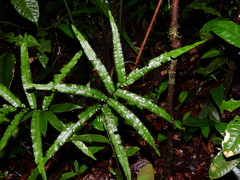 Trichomanes pinnatum