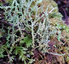 Cladonia furcata