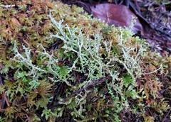 Cladonia furcata