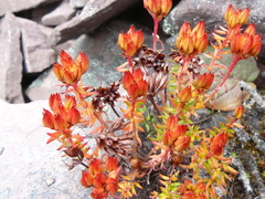 Rhodiola