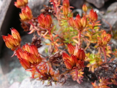 Rhodiola