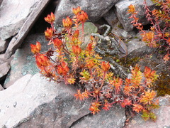 Rhodiola