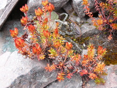 Rhodiola