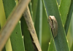 Boana pulchella