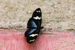 Heliconius doris