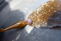 Cantharidus capillaceus