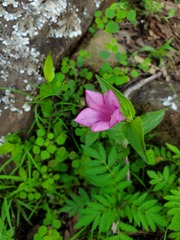 Spigelia scabrella