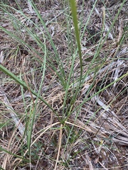 Cladium mariscus