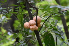 Cyttaria hariotii
