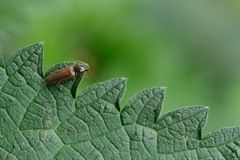 Athous haemorrhoidalis