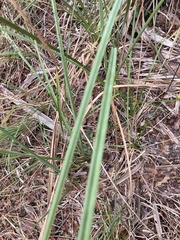 Cladium mariscus