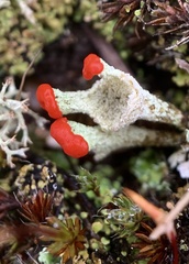 Cladonia pleurota