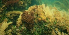 Notolabrus tetricus