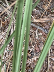 Cladium mariscus