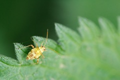 Rhabdomiris striatellus