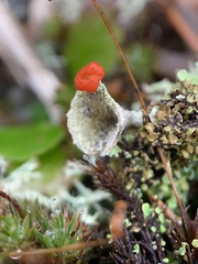 Cladonia pleurota