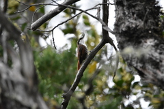 Pygarrhichas albogularis