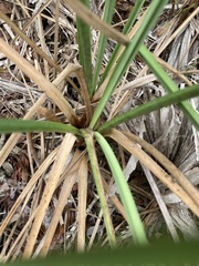 Cladium mariscus