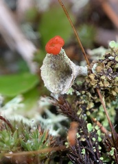 Cladonia pleurota