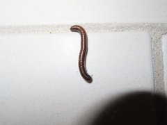 Choctella cumminsi