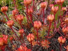 Rhodiola