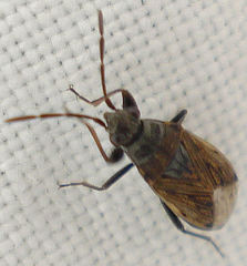Peritrechus geniculatus