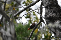 Pygarrhichas albogularis