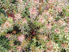 Rhodiola