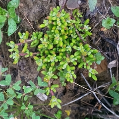 Drosanthemum stokoei