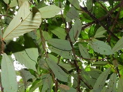 Theobroma subincanum