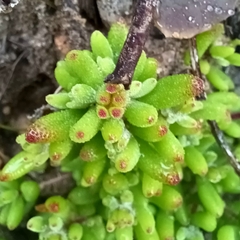 Drosanthemum stokoei
