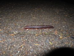 Narceus americanus