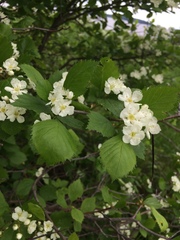 Crataegus chrysocarpa phoeniceoides