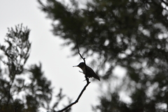 Sephanoides sephaniodes