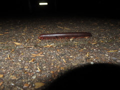 Narceus americanus