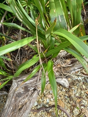 Phormium cookianum
