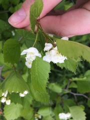 Crataegus chrysocarpa phoeniceoides