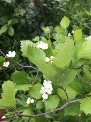 Crataegus chrysocarpa phoeniceoides